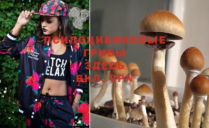 купить наркотики сайты  Медынь  Псилоцибиновые грибы Psilocybe 